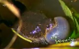 KBS 야생일기 타이틀 - 맹꽁이 도…